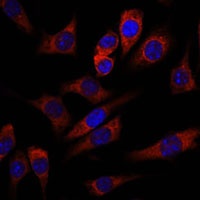 WNT10B Rabbit Polyclonal Antibody