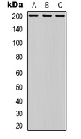 MYO16 Rabbit Polyclonal Antibody