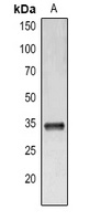 IL-33 Rabbit Polyclonal Antibody