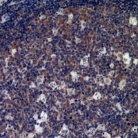 IL-33 Rabbit Polyclonal Antibody