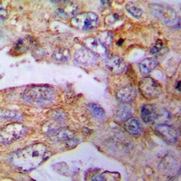 Beta-actin Rabbit Monoclonal Antibody