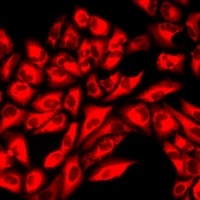 Beta-actin Rabbit Monoclonal Antibody