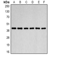 Beta-actin Mouse Monoclonal Antibody