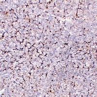CD68 Mouse Monoclonal Antibody