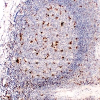CD68 Mouse Monoclonal Antibody