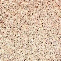 GFAP Mouse Monoclonal Antibody