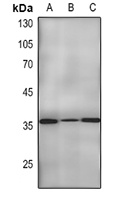 PCNA Mouse Monoclonal Antibody