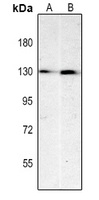 CD31 Mouse Monoclonal Antibody