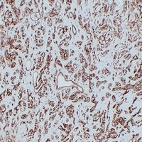 CD31 Mouse Monoclonal Antibody