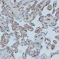 CD31 Mouse Monoclonal Antibody