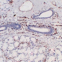 CD31 Mouse Monoclonal Antibody