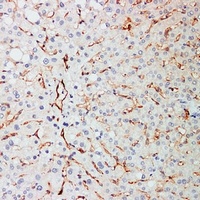 CD31 Mouse Monoclonal Antibody