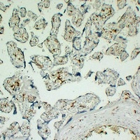 CD163 Mouse Monoclonal Antibody