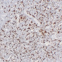 CD163 Mouse Monoclonal Antibody