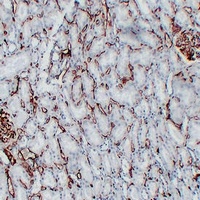 CD34 Mouse Monoclonal Antibody