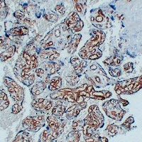 CD34 Mouse Monoclonal Antibody