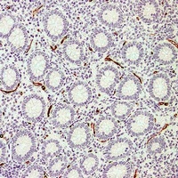 CD34 Mouse Monoclonal Antibody