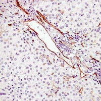 CD34 Mouse Monoclonal Antibody