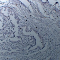 TPSAB1 Mouse Monoclonal Antibody