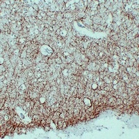 MBP Mouse Monoclonal Antibody