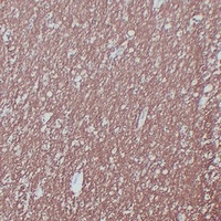 MBP Mouse Monoclonal Antibody