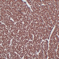 MBP Mouse Monoclonal Antibody