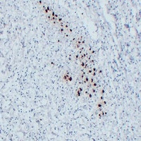 MBP Mouse Monoclonal Antibody