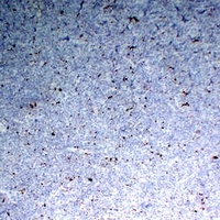 CD68 Mouse Monoclonal Antibody