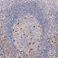 CD68 Mouse Monoclonal Antibody