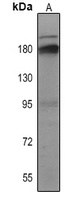 Collagen 3 alpha 1 Mouse Monoclonal Antibody