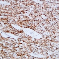MBP Mouse Monoclonal Antibody