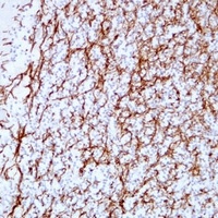 MBP Mouse Monoclonal Antibody