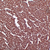 MBP Mouse Monoclonal Antibody