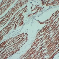 Actin Sarcomeric Muscle Mouse Monoclonal Antibody