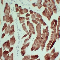 Actin Sarcomeric Muscle Mouse Monoclonal Antibody