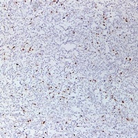 CD3e Mouse Monoclonal Antibody