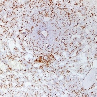 CD3e Mouse Monoclonal Antibody
