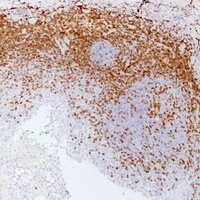 CD3e Mouse Monoclonal Antibody