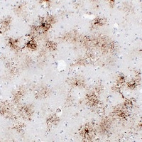 GFAP Mouse Monoclonal Antibody