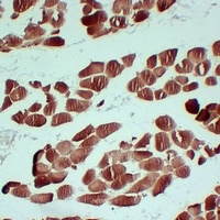 Actin Sarcomeric Muscle Mouse Monoclonal Antibody