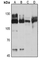 ANO1 Rabbit Polyclonal Antibody