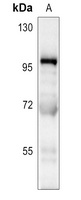 CD106 Rabbit Polyclonal Antibody