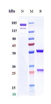 Rabies virus GP Antibody