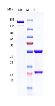 IL-3Ra/CD123 Antibody (MMAE)