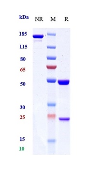 Mesothelin Antibody (MMAE)