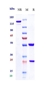 ALCAM/CD166 Antibody (MMAE)