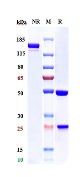ERBB2/HER2/CD340 Antibody (MMAE)