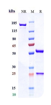 CDH17/Cadherin-17 Antibody