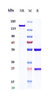 TPBG Antibody