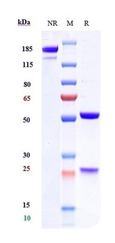 TSLP Antibody